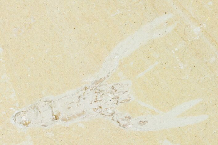 Cretaceous Lobster (Pseudostacus) Fossil - Lebanon #147099